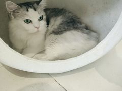 -怪兽屋·羊驼·猫咖·狗咖(俊华广场店)
