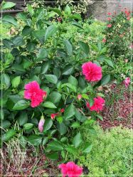 -金太子形象设计