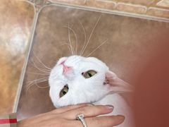 -糯米喵星人总部直营旗舰店·猫舍·幼猫出售