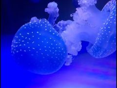 -左海海底世界