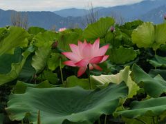 -野鸭湖国家湿地公园