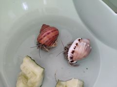 -中环花鸟鱼虫市场