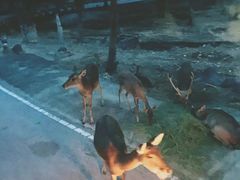 -清迈夜间动物园