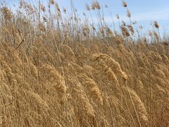-野鸭湖国家湿地公园