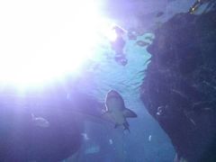 -暹罗海洋世界