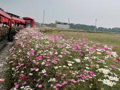 -桤木河湿地公园