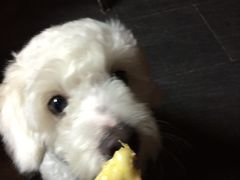 -百好乐宠物友好餐厅(朝外大街店)