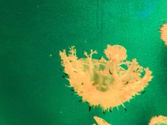 -福州罗源湾海洋世界旅游区