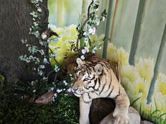 -西霞口神雕山野生动物世界