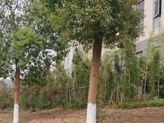 -巴蜀一绝烤全羊