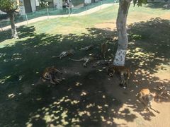 -西霞口神雕山野生动物世界