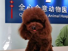 -全心全意连锁动物医院(加州店)