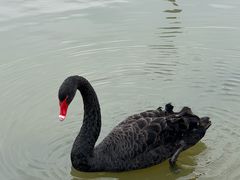 -盐城丹顶鹤湿地生态旅游区