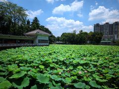 -荔湾湖公园