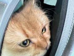 -北京观赏动物医院·24小时大型综合·猫专科·异宠专科