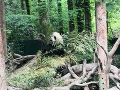 -绿野餐厅(上海动物园店)