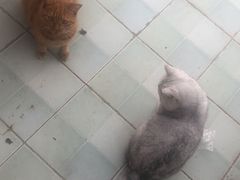 -喵屿·大理花园猫咖