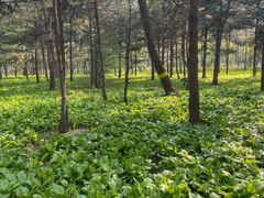 -黑龙江省森林植物园