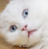 -爱伲牛肉火锅自助(景洪店)
