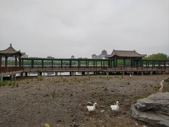 -莲花池公园