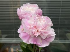-江阴花鸟市场