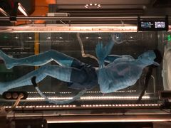 -奥兰多迪士尼动物王国乐园