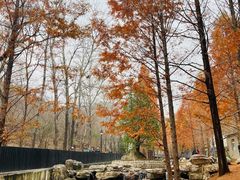-白水寺森林公园