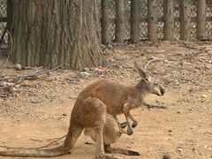 -大连森林动物园