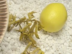 -Wood Garden(合生汇店)