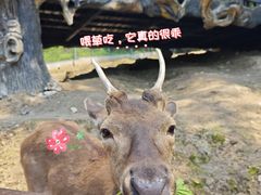 -横道河子东北虎林园