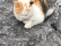 -上海市龙华烈士陵园