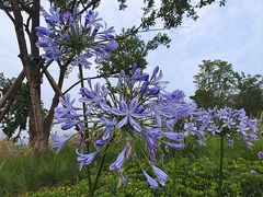 -紫颐香薰山谷景区
