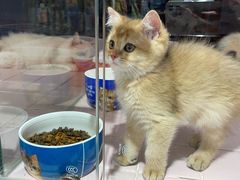 -FAELING PETS美天灵宠物(富力广场店)