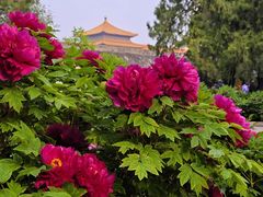 -北京市劳动人民文化宫(太庙)