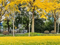 -陆家嘴中心绿地