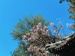 -红螺寺