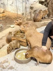 -Zoolung Zoolung动物主题公园(海信广场店)