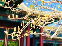 -颐和园