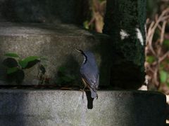 -汤旺河林海奇石景区