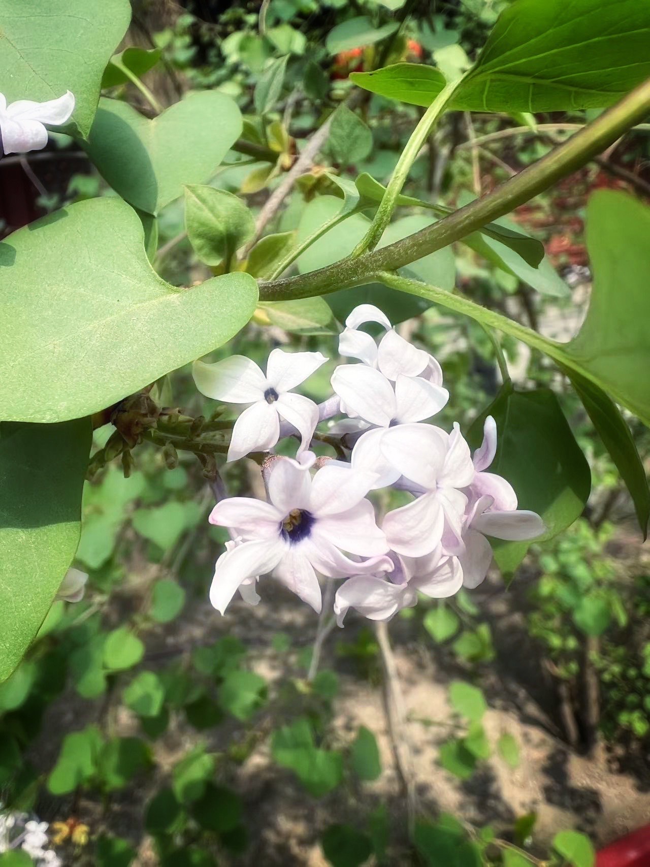 七瓣丁香花图片