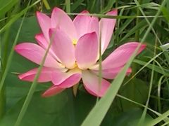 -比格比萨自助(花园路店)