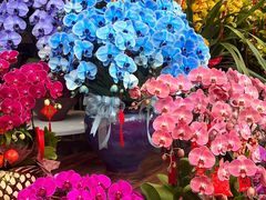 -溪岸路花鸟市场