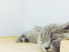 -喵的天空名猫咖啡馆·撸猫·猫舍·用品