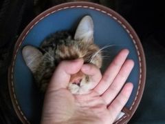 -米苏动物医院·犬猫专科·骨科外科内窥镜