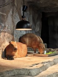 点击看大图 -Zoolung Zoolung动物主题公园(海信广场店)