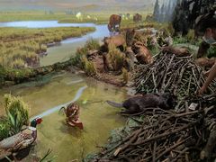 -陕西自然博物馆