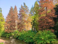 -重庆彩云湖湿地公园