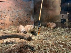 -Zoolung Zoolung动物主题公园(海信广场店)