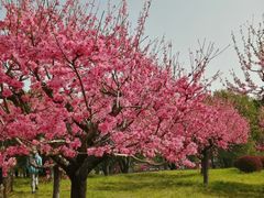 -莲花池公园
