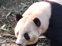-都江堰中华大熊猫苑